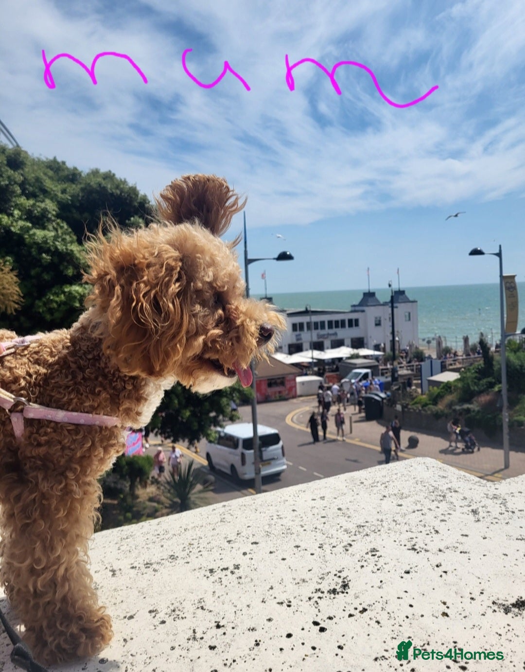 Maltipoo dogs for sale: Toy maltipoo puppies  - Advert 4