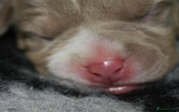 American Bully dogs for sale: American bully  - Image 4