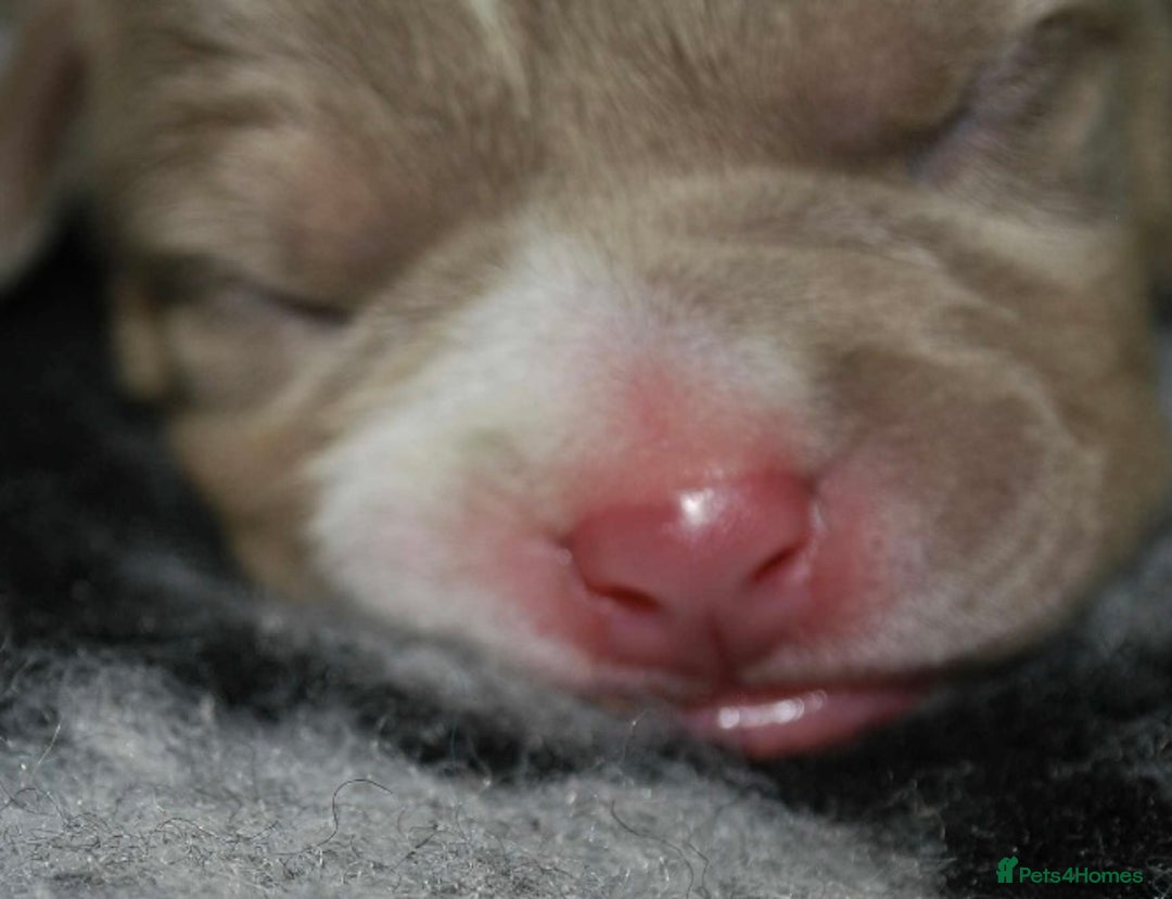 American Bully dogs for sale: American bully  - Image 4