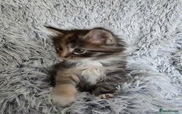 Maine Coon cats for sale: Maine coons babies 🐾 - Image 6
