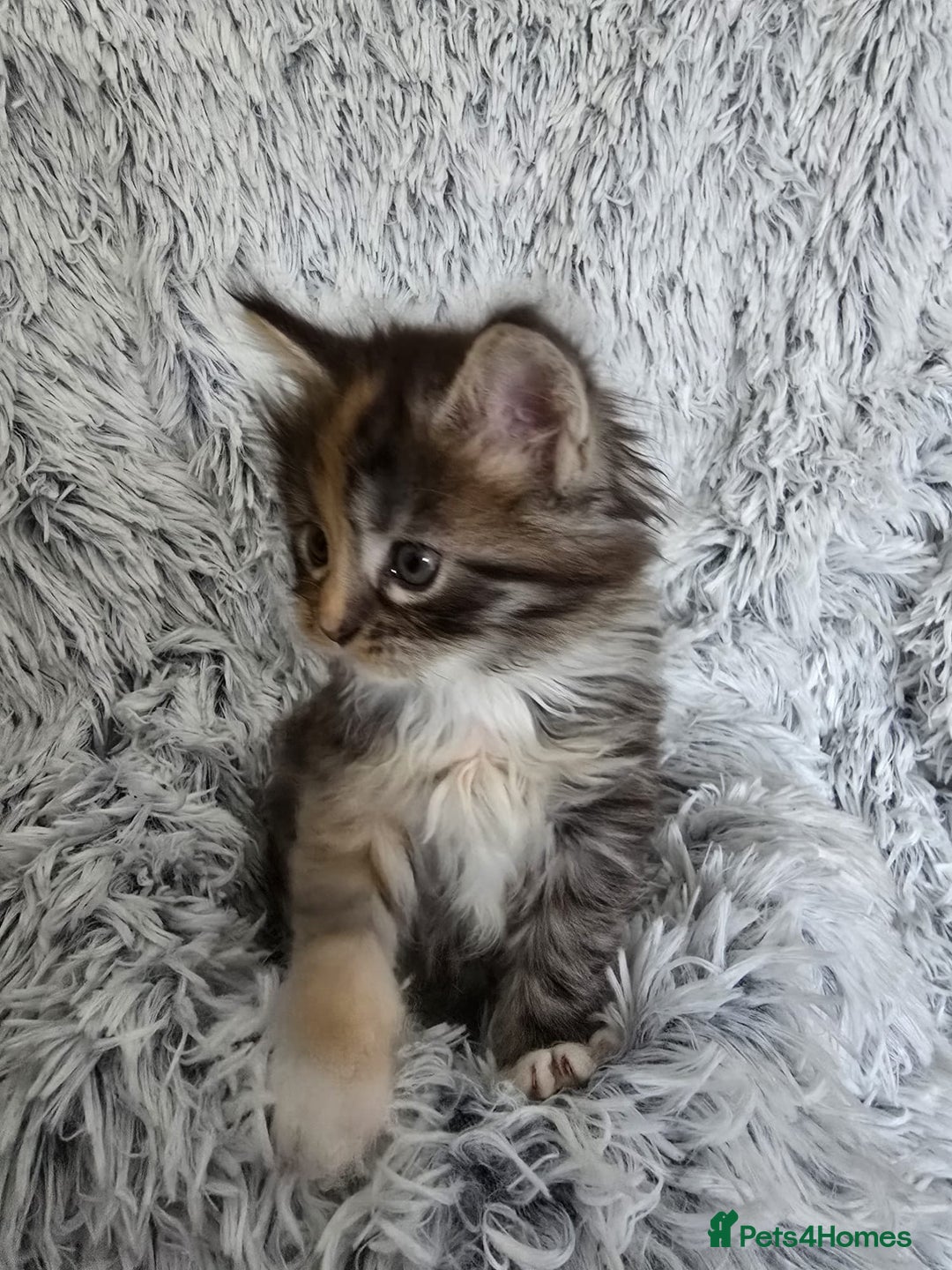 Maine Coon cats for sale: Maine coons babies 🐾 - Image 6