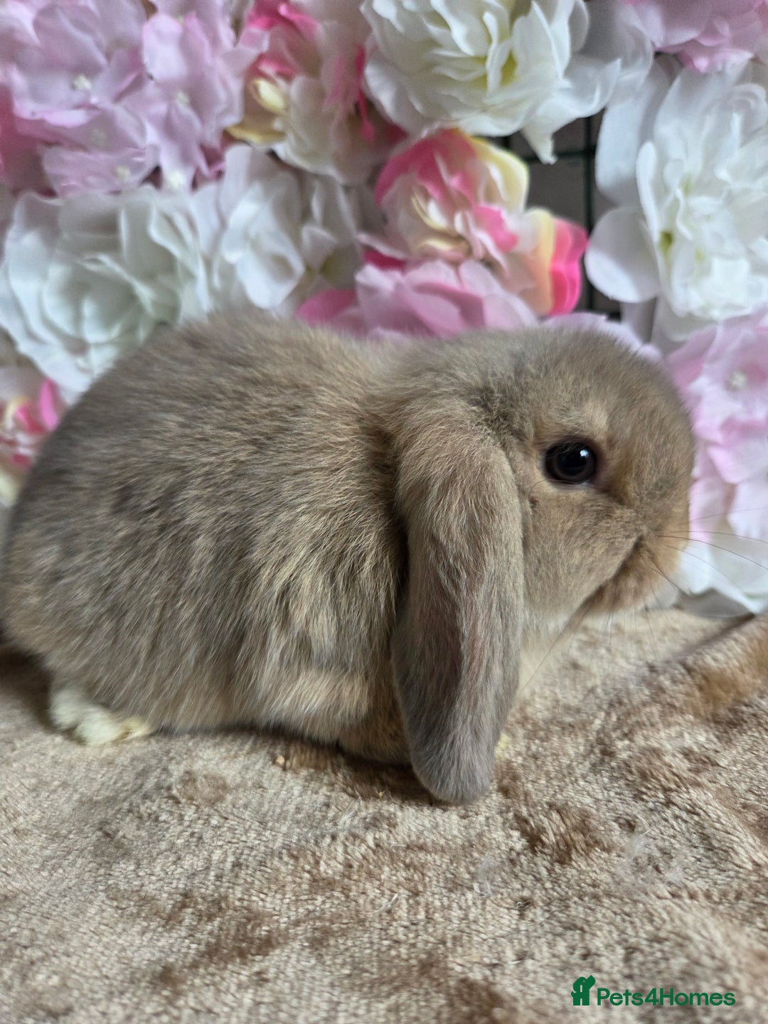Mini Lop rabbits for sale: 💖💙Friendly & adorable Pure bred mini lop babies  - Image 6
