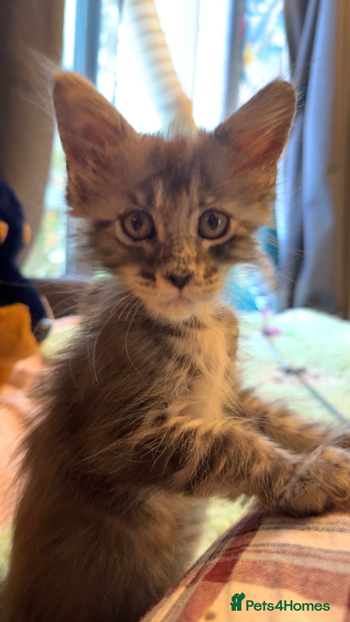 Maine Coon cats XL European Mainecoon kittens  - Advert 1