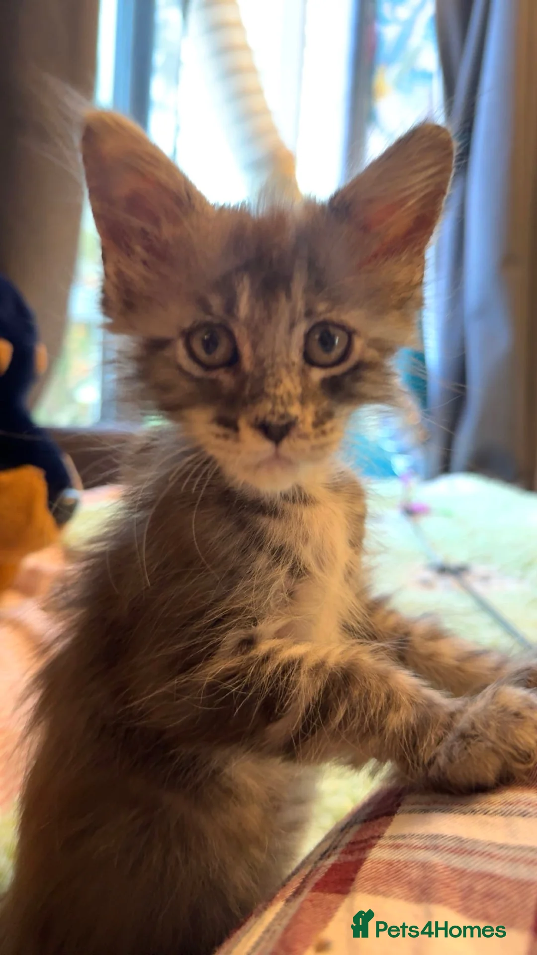 Maine Coon cats for sale: XL European Mainecoon kittens  - Advert 1
