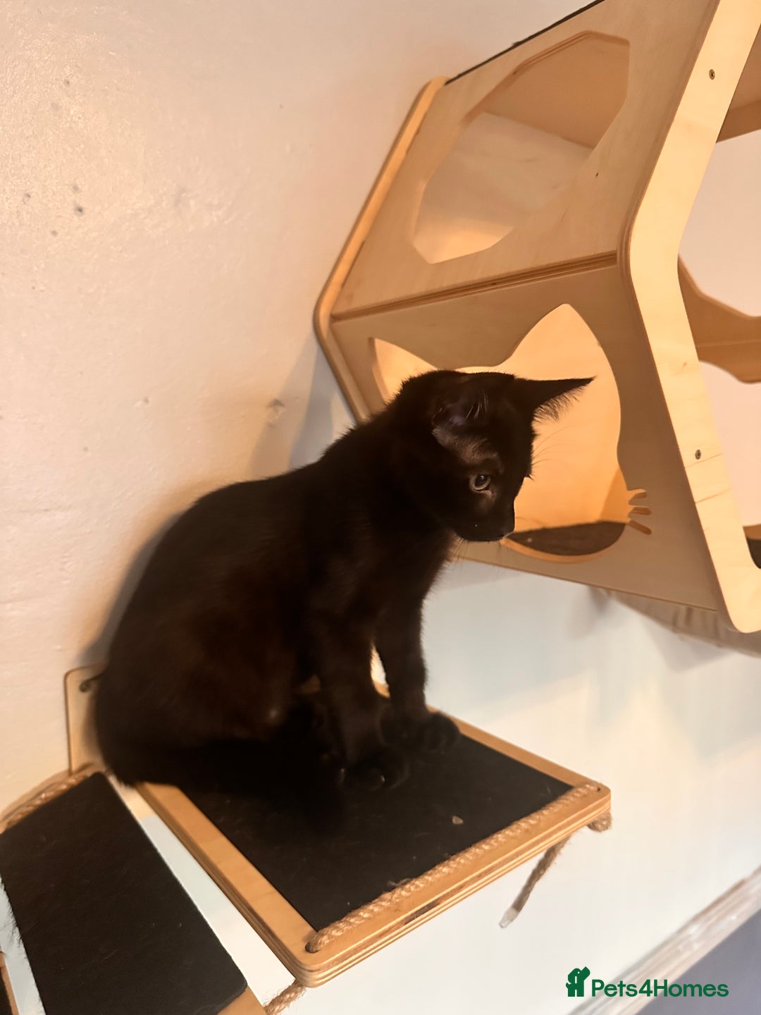 Savannah cats for sale: F4 Savannah kittens  - Advert 8