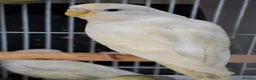 Budgerigars birds for sale: Budgies for sale Birmingham  - Advert 10
