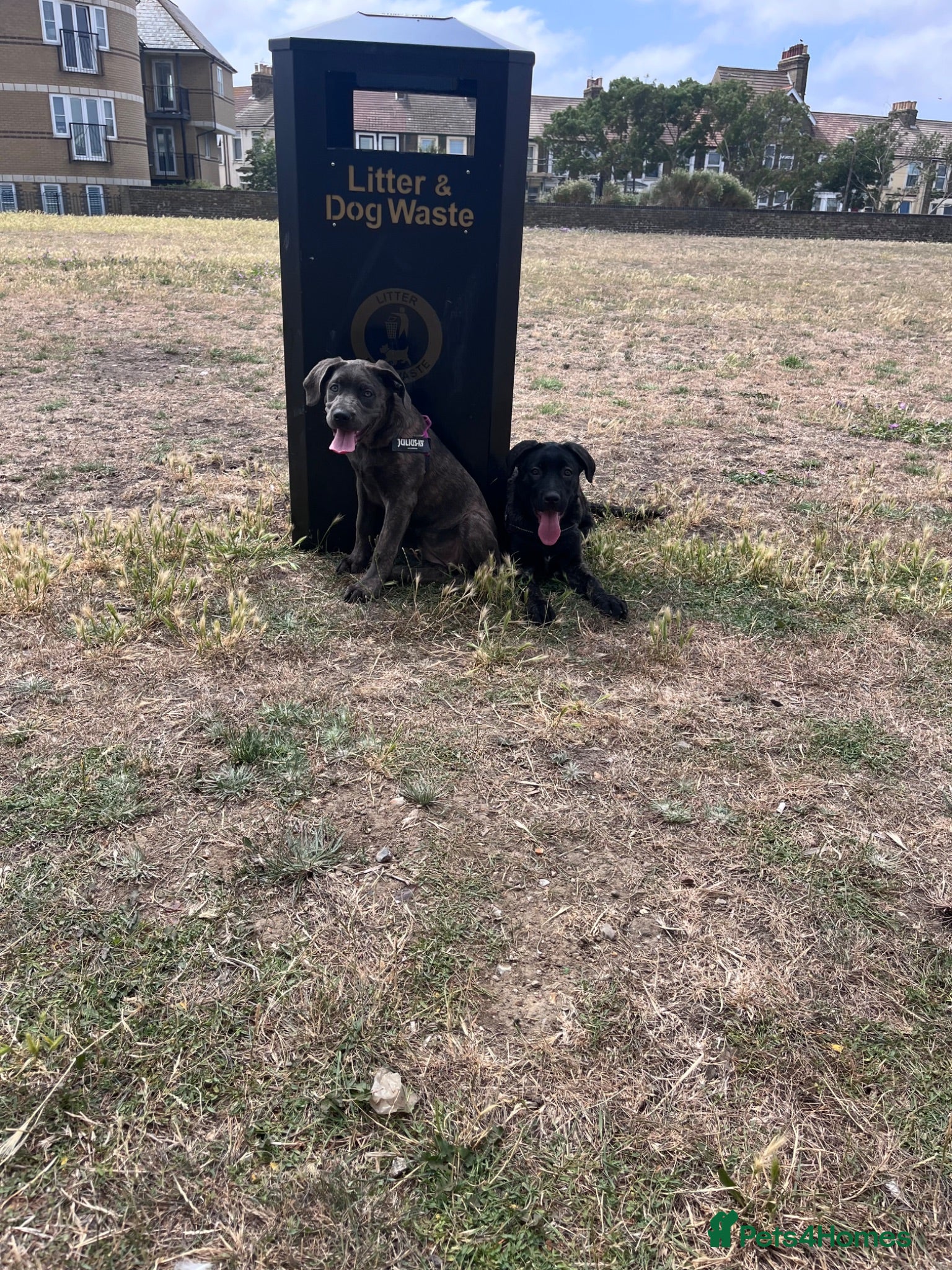 Cane Corso dogs Last 1 left CaneCorso Puppies - Advert 11
