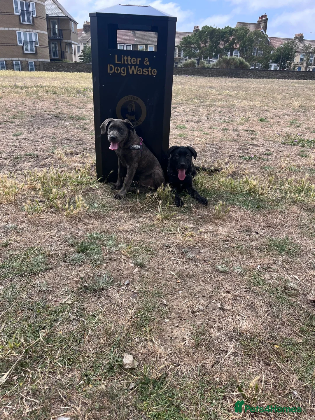 Cane Corso dogs for sale: Last blue face female left CaneCorso Puppies - Advert 1