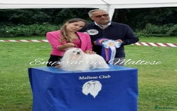 Maltese dogs for sale: Tiny KC Reg. Korean Line Maltese- by Emperatrice - Image 32