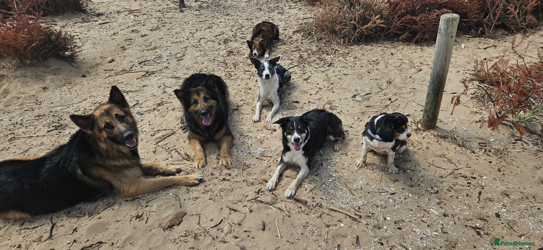 German Shepherd dogs for stud: Kaizer available for Stud - Image 11
