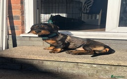 Dachshund dogs for stud: Standard wire haired Dachshund  - Image 3