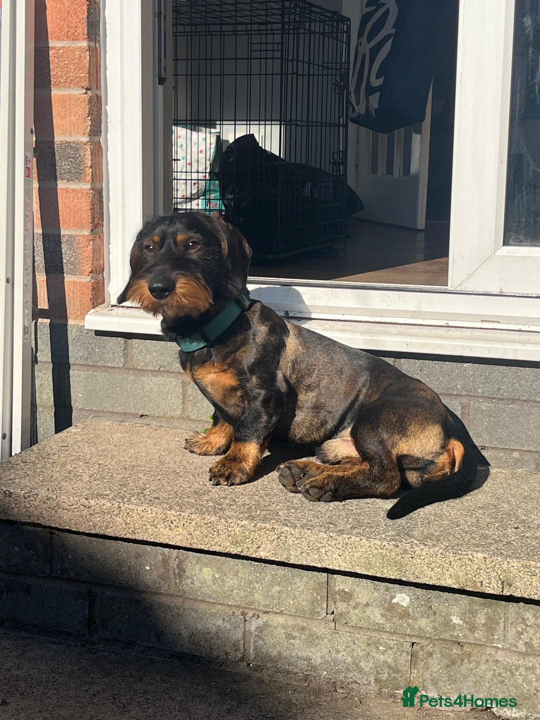 Dachshund dogs for stud: Standard wire haired Dachshund  - Image 3