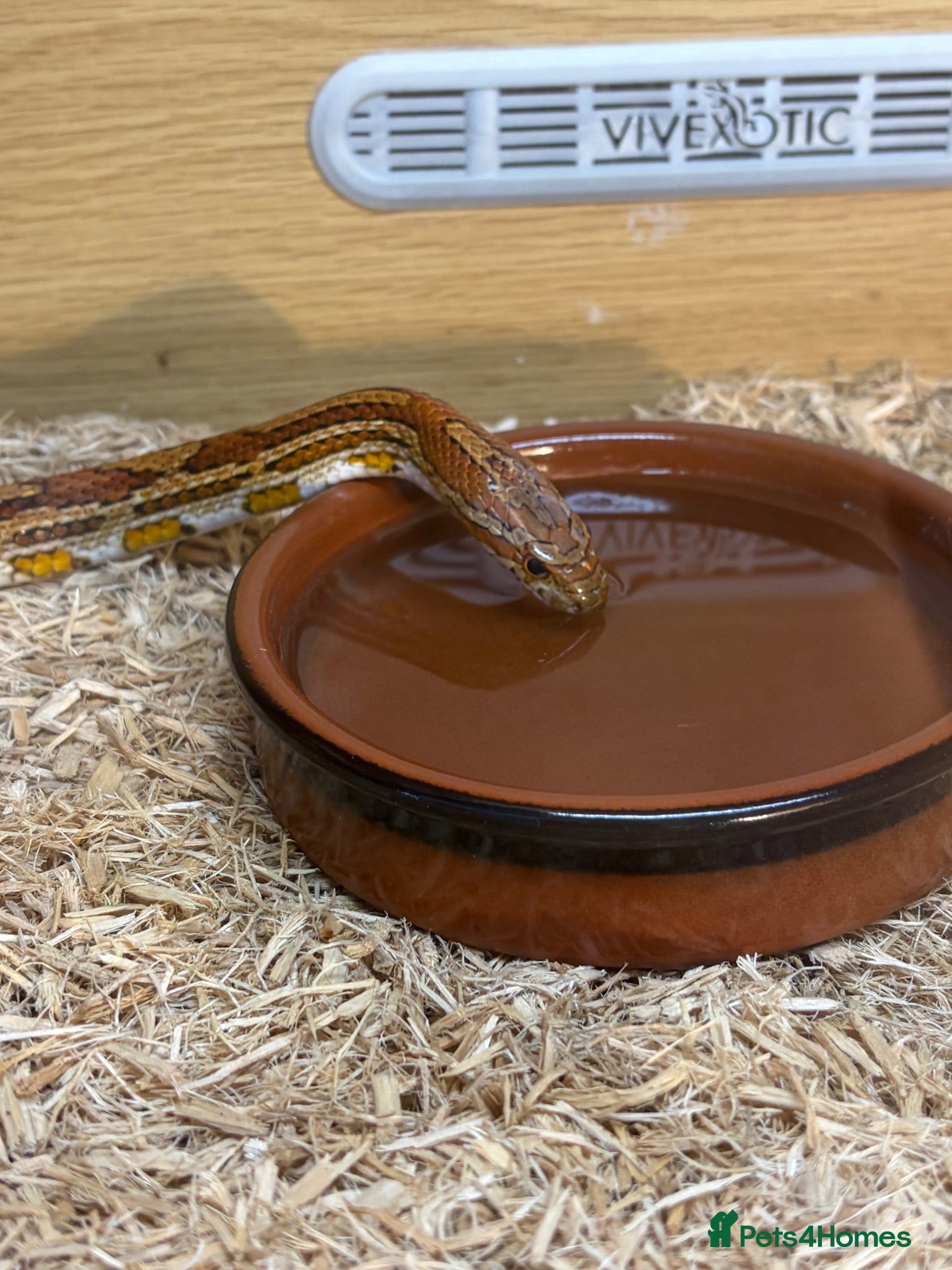Corn Snake reptiles Corn snake with complete set up - Advert 3