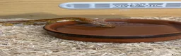 Corn Snake reptiles for sale: Corn snake with complete set up - Advert 1