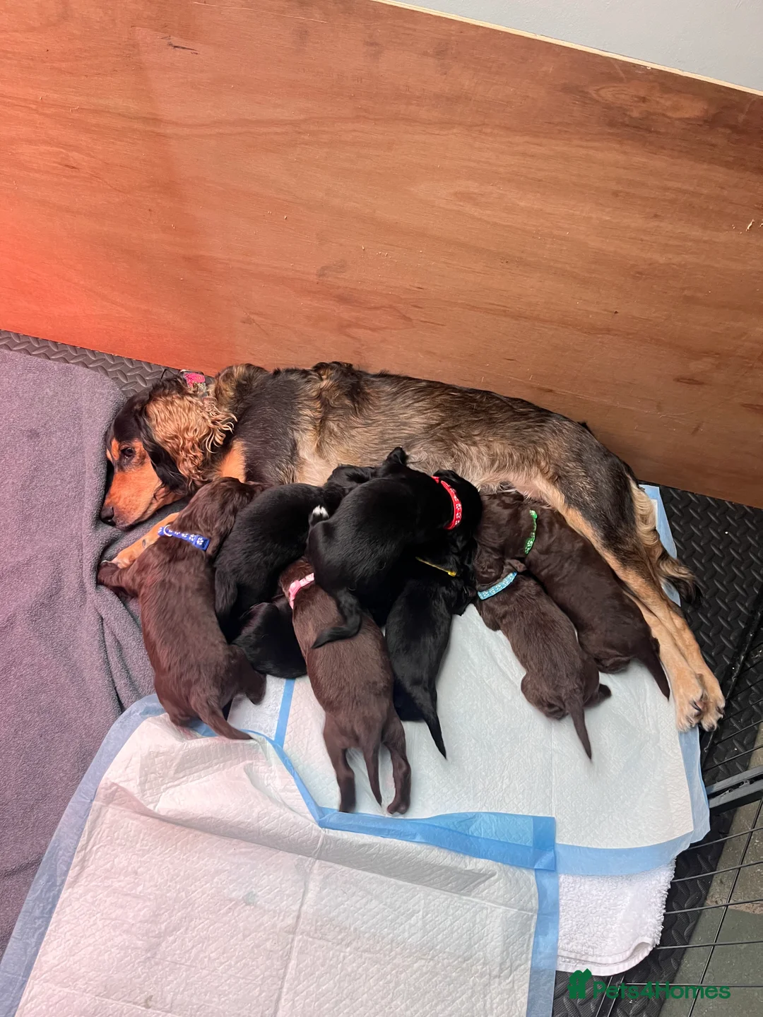 Mixed Breed dogs for sale: Mixed breed cocka pups - Advert 11