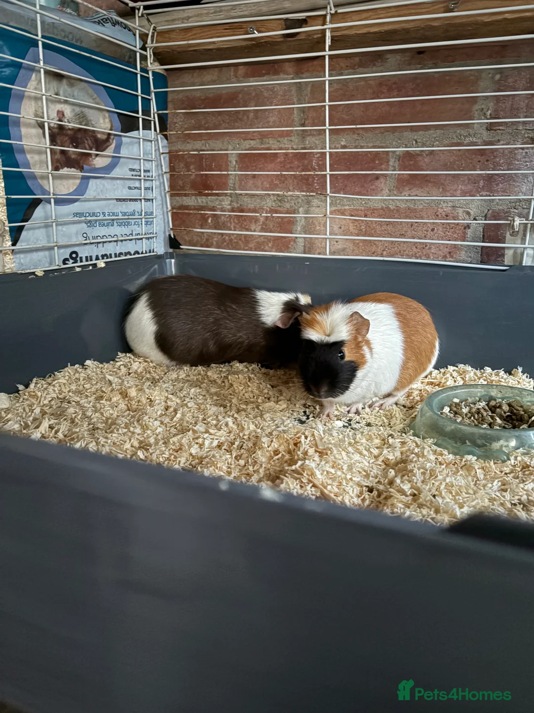 Guinea Pig rodents for sale: Guinea pigs in Bristol - Advert 3