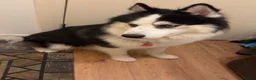 Siberian Husky dogs for sale: Siberian husky named Milo in Hatfield - Advert 4