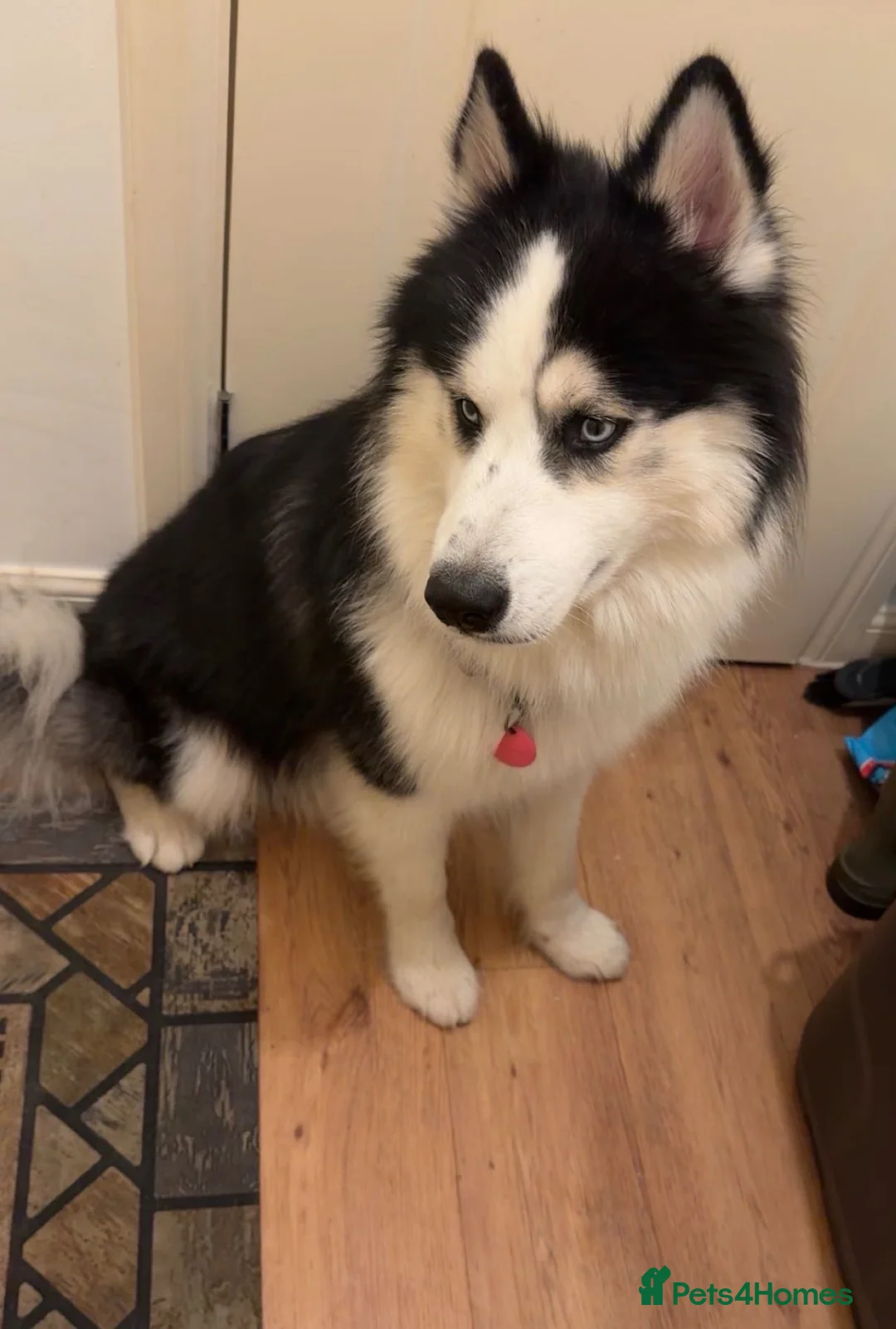 Siberian Husky dogs for sale: Siberian husky named Milo in Hatfield - Advert 4