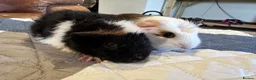 Guinea Pig rodents for sale: Baby boy guinea pig brothers 7 weeks - Advert 5