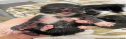 Mixed Breed cats for sale: 4 kittens ready beginning of December - Advert 9