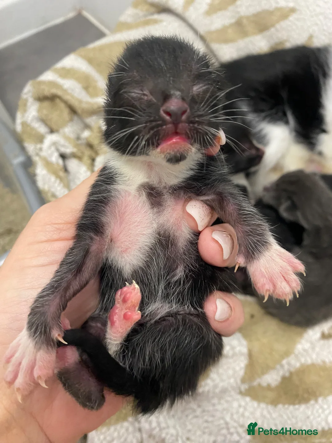 Mixed Breed cats for sale: 4 kittens ready beginning of December - Advert 9