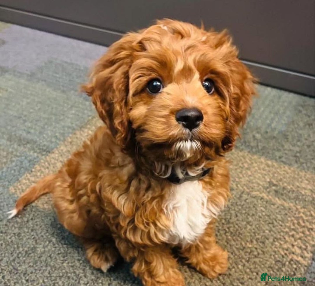 Cavapoo dogs for sale: F1 Health tested Cavapoos  - Image 15