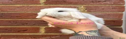 Mini Lop rabbits for sale: Purebred Mini Lops - Advert 4