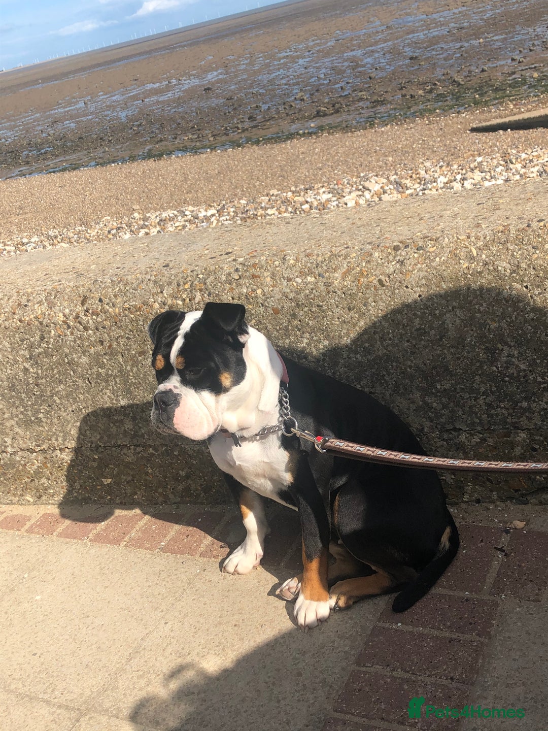 Old Tyme Bulldog dogs for sale: 5 year old bulldog for rehoming  - Advert 4