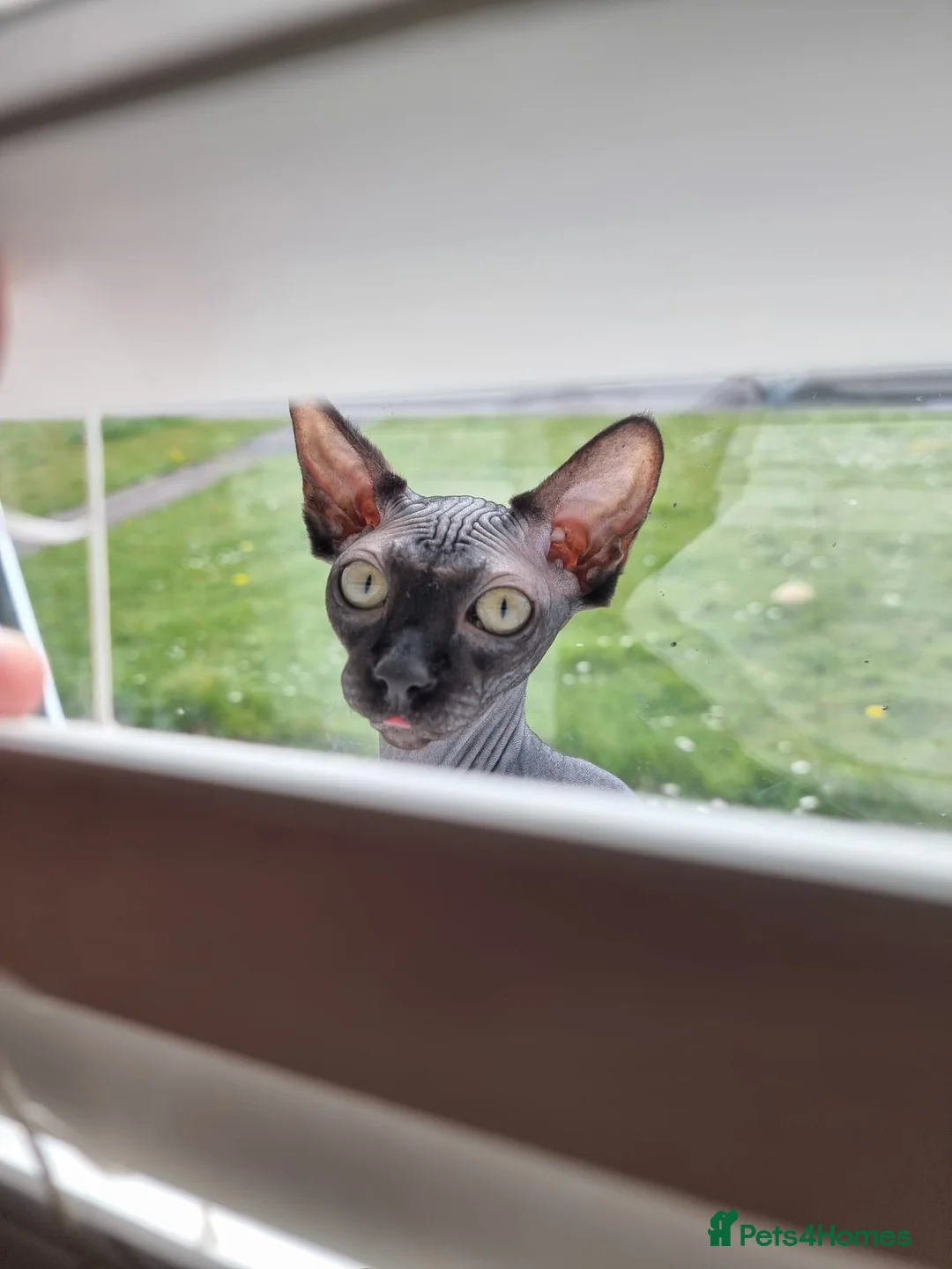 Sphynx cats for sale: 6 month old Female Sphynx Kitten - Advert 2