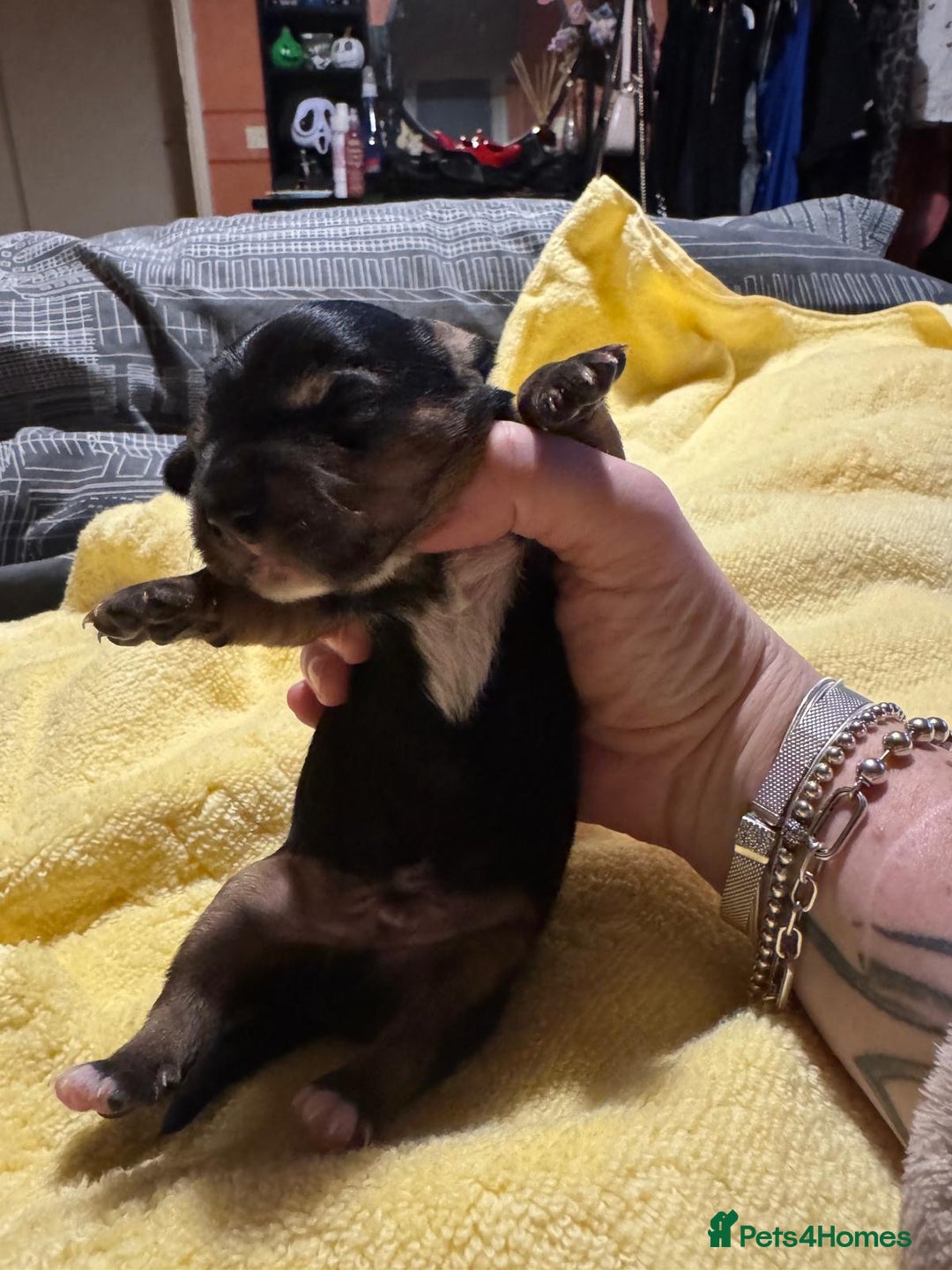 Mixed Breed dogs for sale: Dachshund x Chorkie - Image 4