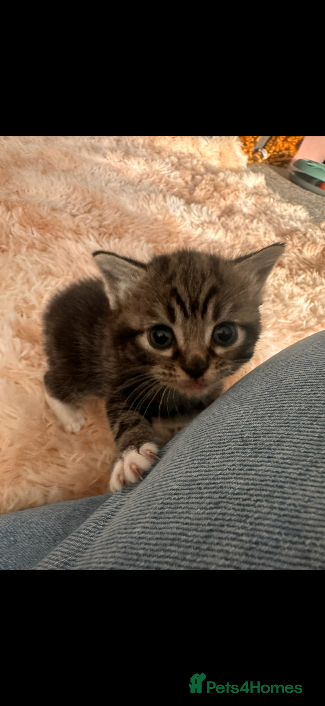 British Longhair cats for sale: Domestic long hair x Siamese kittens for sale  - Advert 3