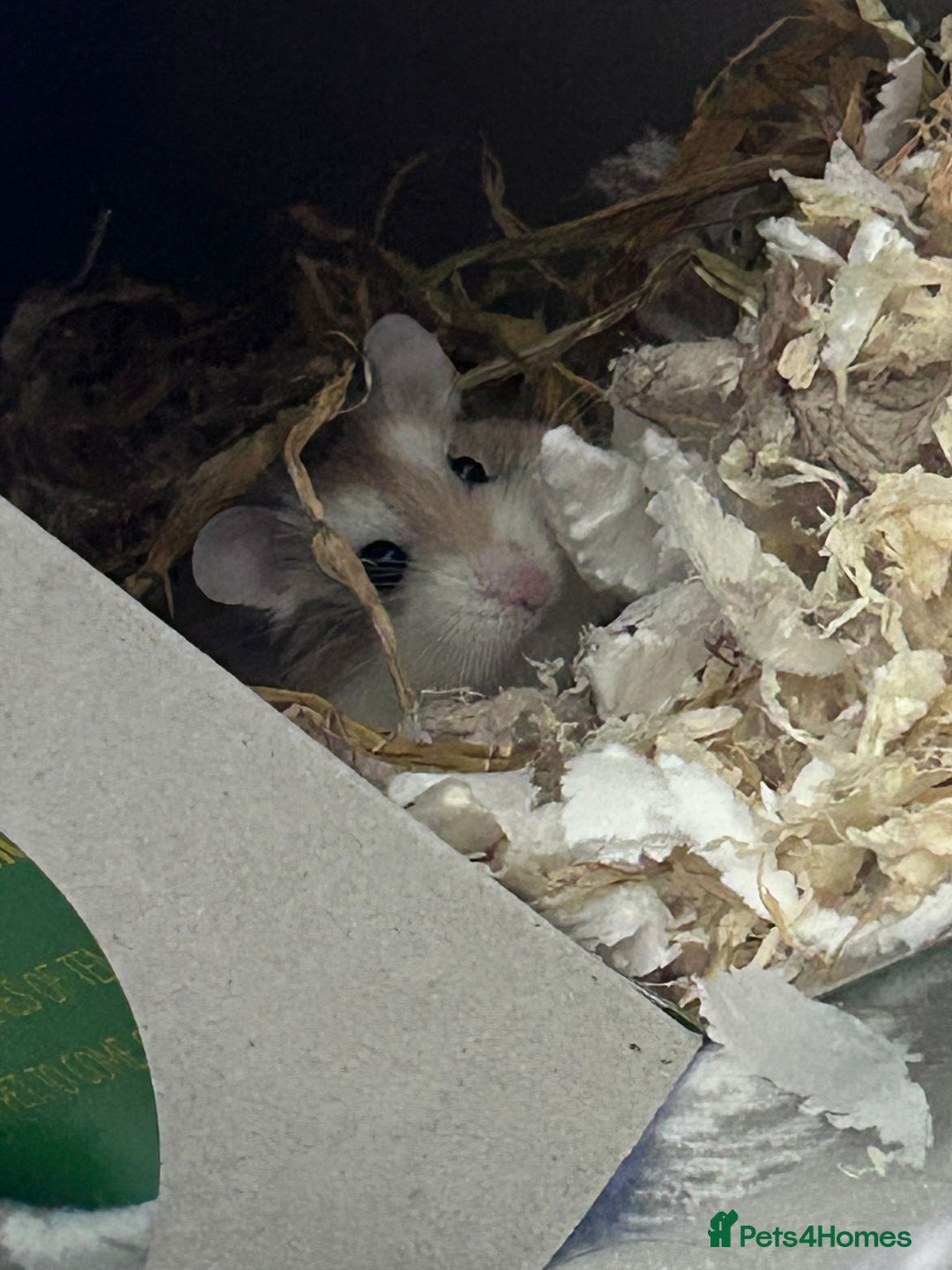 Hamster rodents for sale: Male Polish dwarf hamster  - Advert 1