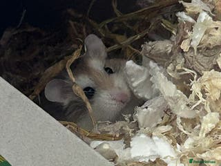 Hamster rodents Male Polish dwarf hamster - Advert 5