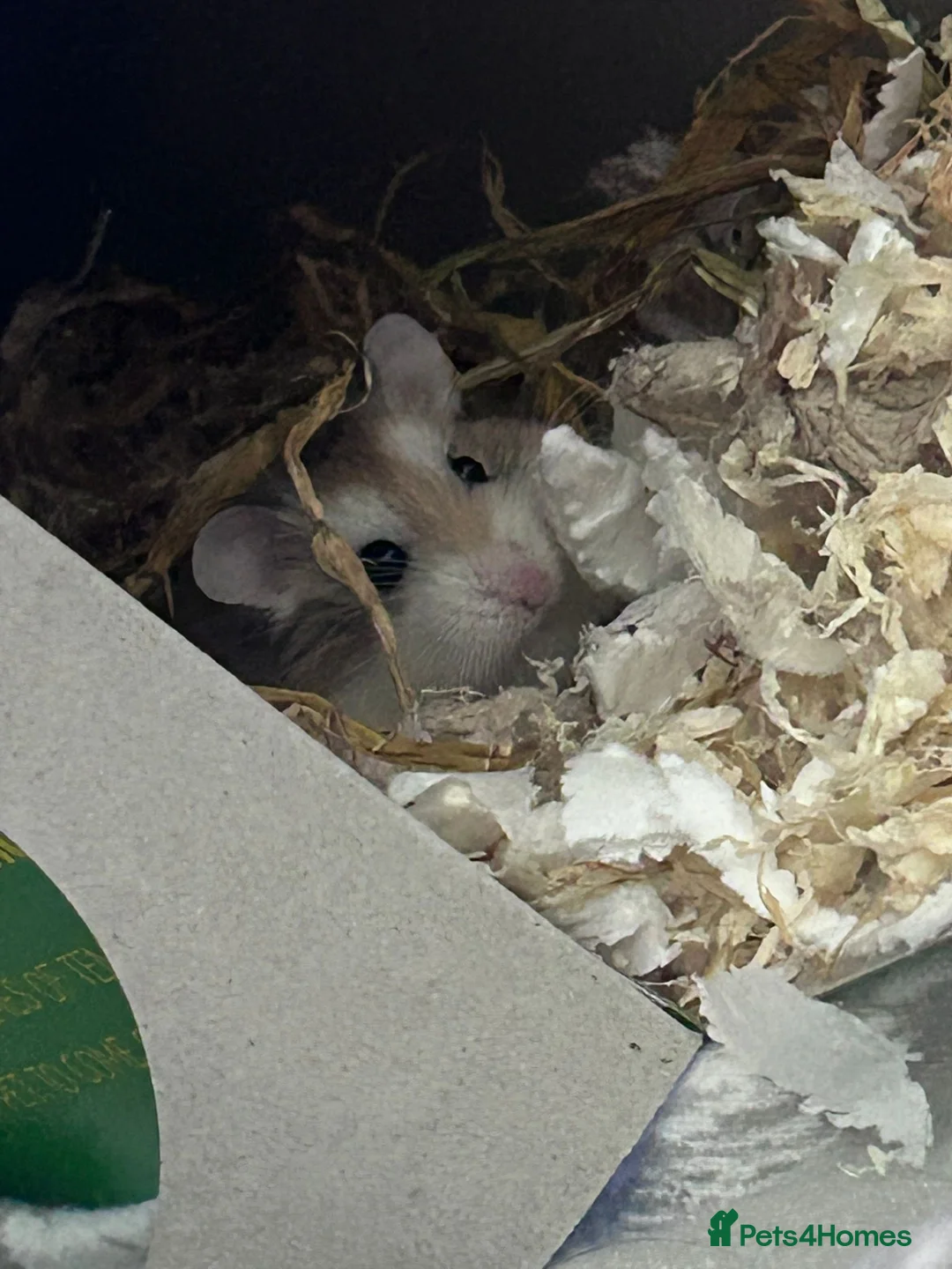 Hamster rodents for sale: Male Polish dwarf hamster  - Advert 1