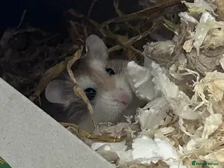 Hamster rodents Male Polish dwarf hamster - Advert 4