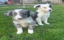 Border Collie dogs for sale: Border Collies READY NOW - Image 26