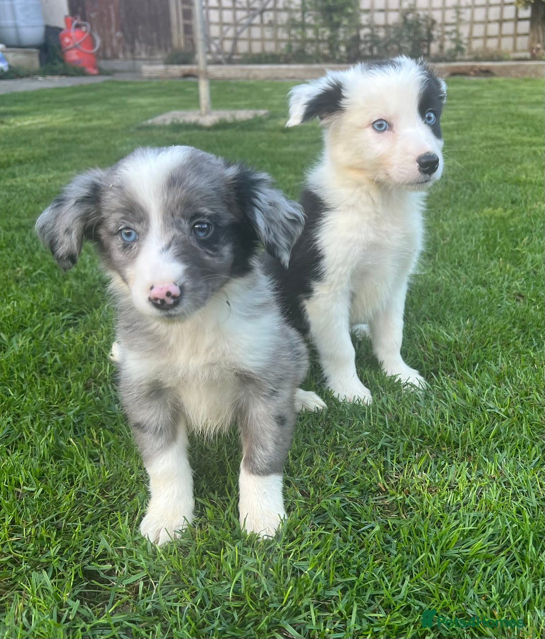 Border Collie dogs for sale: Border Collies READY NOW - Image 26
