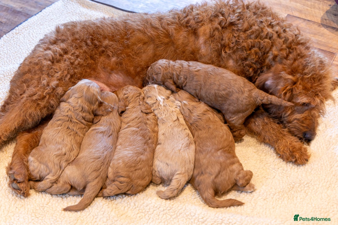 Mixed Breed dogs for sale: Beautiful litter of Australian labradoodles  - Advert 4