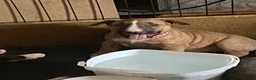 English Bull Terrier dogs for sale: Tunicaebully’s presents new litter arrival 3/8/26 - Advert 11