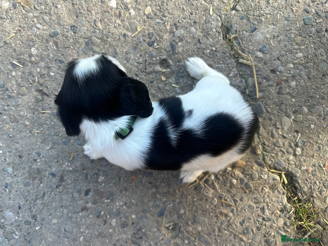 English Springer Spaniel dogs for sale: KC Springer spaniel puppies  - Advert 4