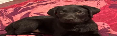 Labrador Retriever Puppy 8