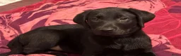 Labrador Retriever dogs for sale: Beautiful litter of mixed puppies  - Advert 20