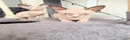 Sphynx cats for sale: Adorable sphynx kittens❤️ - Advert 14