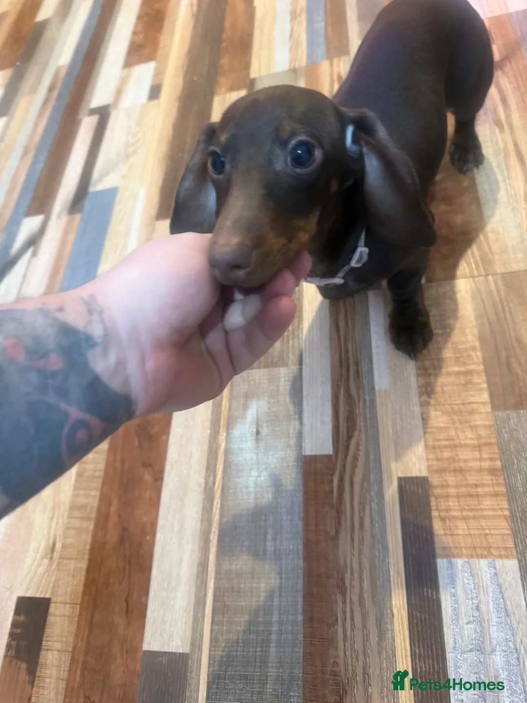 Miniature Dachshund dogs for sale: Miniature dachshund  - Advert 2