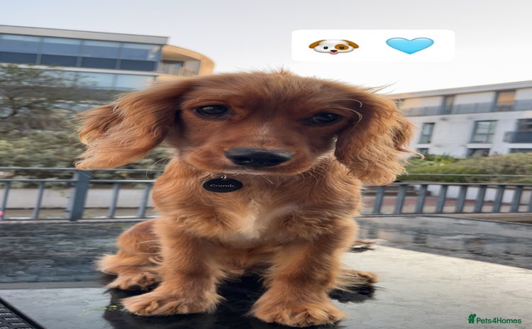 Cavapoo dogs - Advert 1