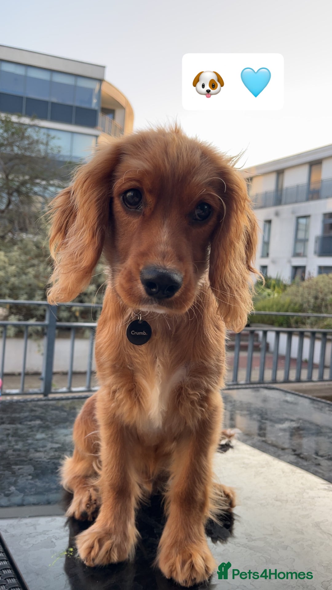 Cavapoo dogs for sale: 6 month Cavapoo for sale  - Image 1