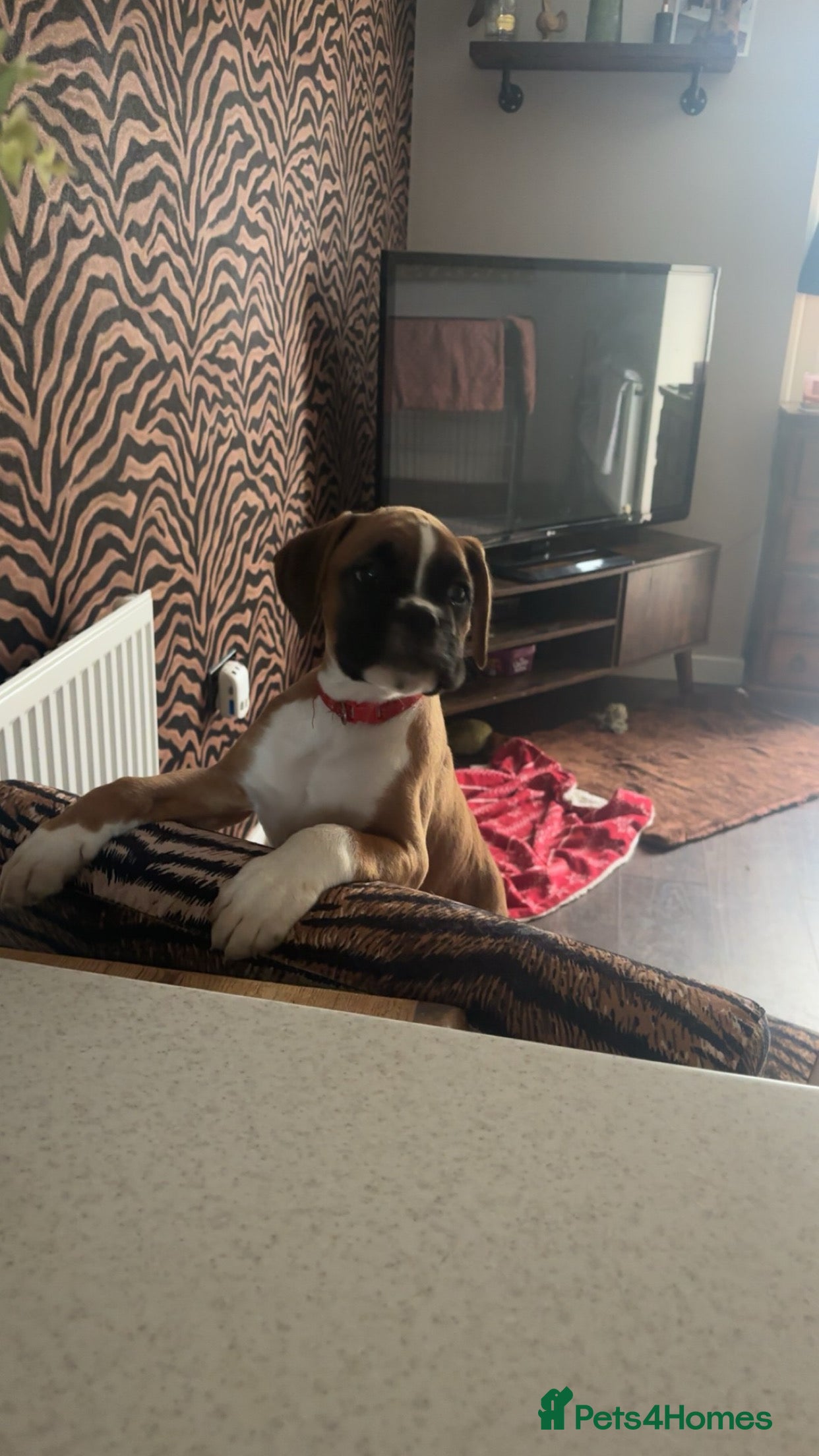 Boxer dogs Reduced champion bloodline-11 weeks old 🐾  - Advert 9