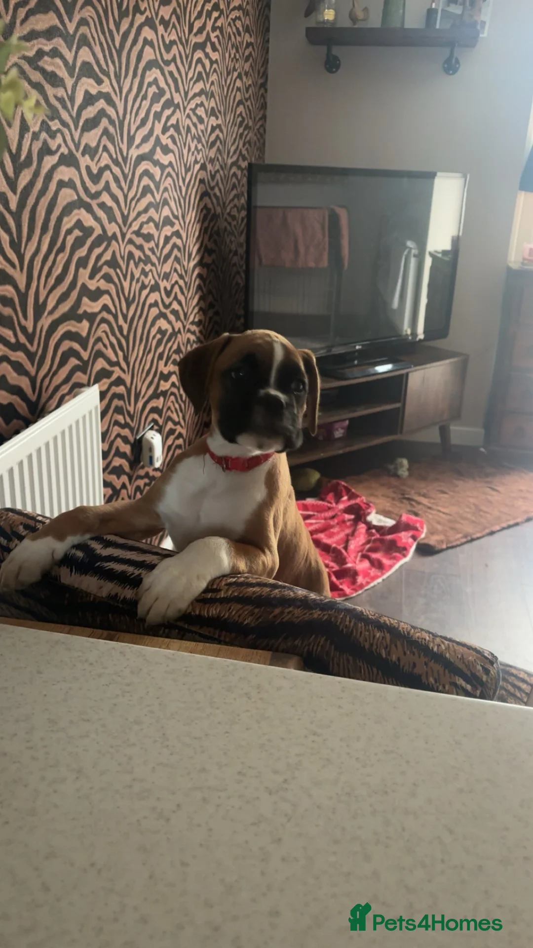 Boxer dogs for sale: Reduced champion bloodline-11 weeks old 🐾  - Advert 1