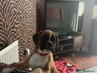 Boxer dogs Reduced champion bloodline-11 weeks old 🐾 - Advert 9
