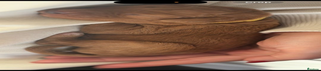 Labradoodle Yellow Collar 